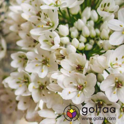 تاج گل مراسم افتاحیه